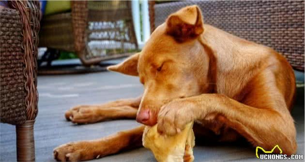 狗狗用骨头磨牙究竟好不好?