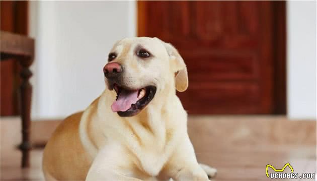 狗狗用骨头磨牙究竟好不好?