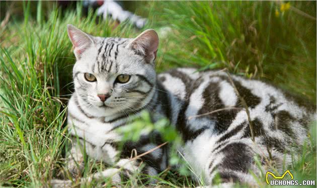 美国短毛猫和狸花猫有什么区别？通过这些对比，一目了然