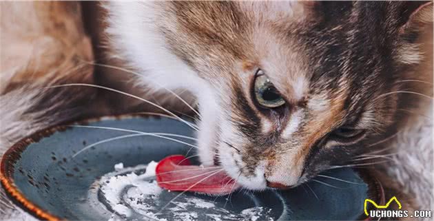 美国短毛猫和狸花猫有什么区别？通过这些对比，一目了然