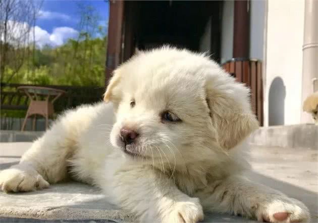 为什么狗狗爱吃便便？吃便便会对它们的健康有危害吗？