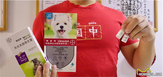 如何挑选柴犬幼犬？（赤柴汇总篇必看）