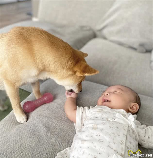 如何挑选柴犬幼犬？（赤柴汇总篇必看）