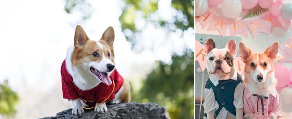 养法斗好还是柯基犬好？你要知道它们的这几点，新手注意了