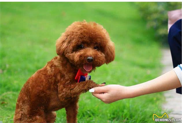 贵宾犬和泰迪的区别，看了这个，我终于明白了