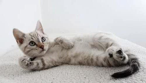 五颜六色的猫眼，究竟藏着什么秘密