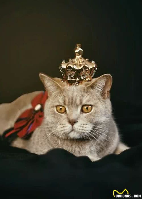 五颜六色的猫眼，究竟藏着什么秘密
