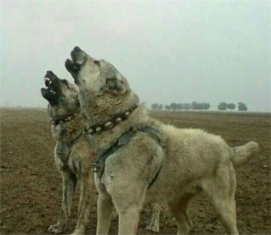 人称“东北二龙”的狼犬，农村百姓的心头爱，看家护院的一等兵