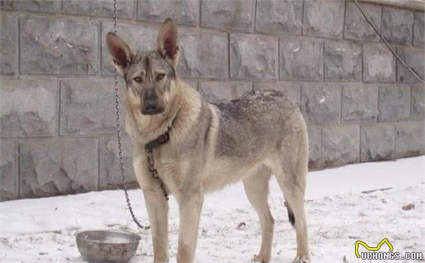 人称“东北二龙”的狼犬，农村百姓的心头爱，看家护院的一等兵