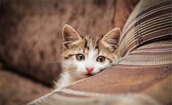 猫咪畏惧陌生人的原因你知道吗