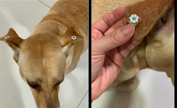 妈妈为了让女儿挑选，把耳饰试戴在了狗耳朵上，狗：不要面子啊