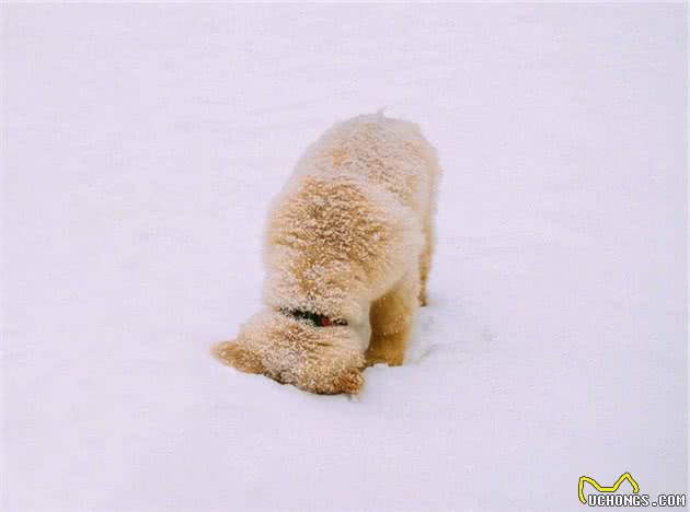 3只金毛哪只最可爱？雪地上的幼崽、办公室团宠、镜子前的戏精