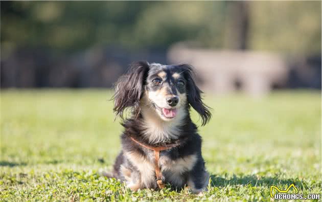 饲养幼犬的几件事,教你如何让幼犬健康成长