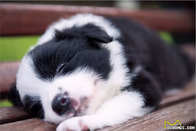 饲养幼犬的几件事,教你如何让幼犬健康成长