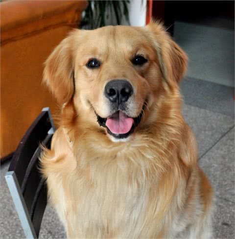 “金毛犬”公的好还是母的好？分别有什么好处
