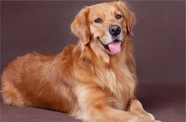 “金毛犬”公的好还是母的好？分别有什么好处