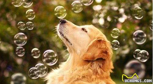“金毛犬”公的好还是母的好？分别有什么好处