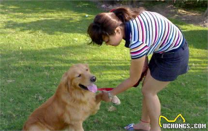 “金毛犬”公的好还是母的好？分别有什么好处