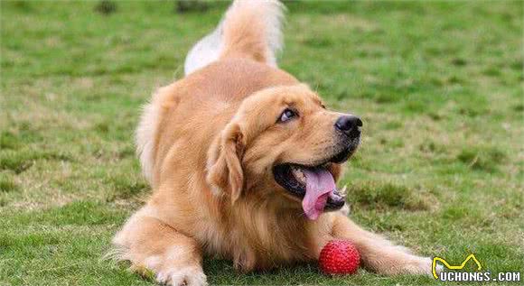 “金毛犬”公的好还是母的好？分别有什么好处