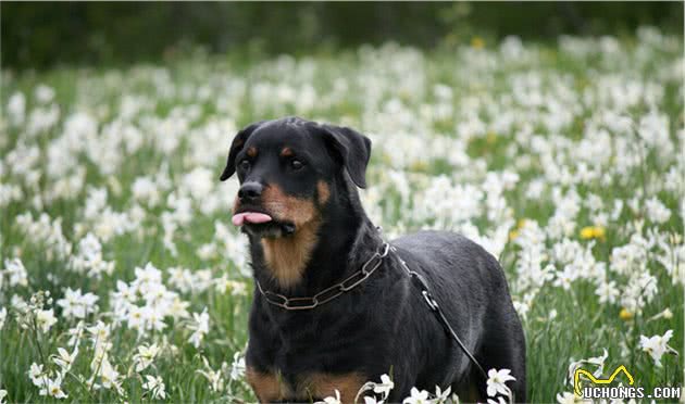 寻根问祖系列（9）：罗威纳犬（Rottweiler）