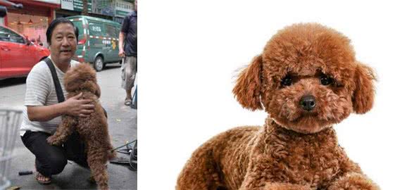 养泰迪犬的5个理由，爸妈听后再也没理由拒绝了