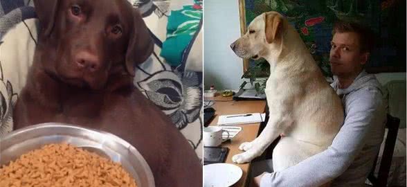拉布拉多犬有这5个表现，说明被“宠坏”了，希望你家一个都没有