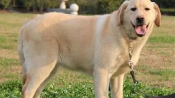 拉不拉多犬颈部拥有正确的长度，这对它有什么好处呢？