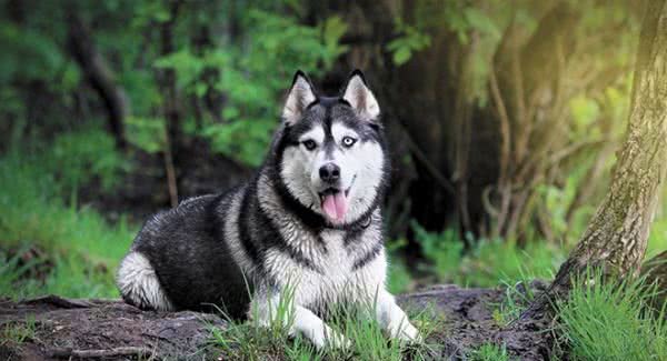 35种拟禁犬，荆门可有？都长啥样？