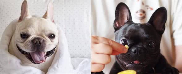 饲养法国斗牛犬，这几个问题别忽略