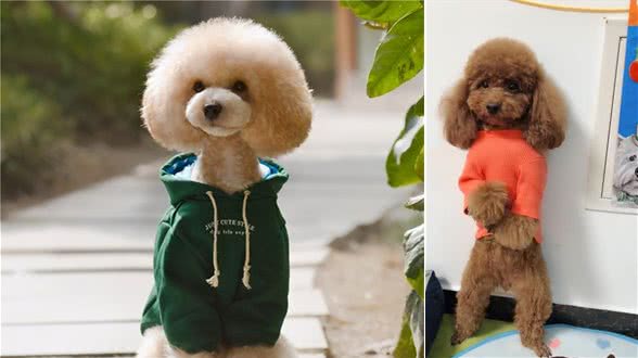 饲养泰迪犬，要记住“7不要”，一生受益