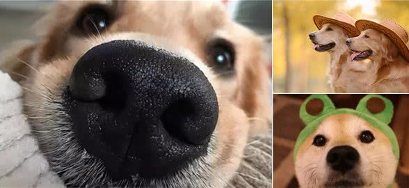 狗狗冷知识：看似平常，却十分有趣