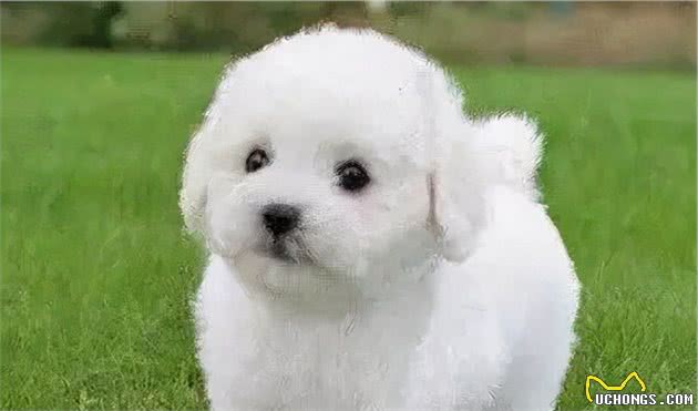 寻根问祖系列（75）：卷毛比熊犬（BichonFrise）