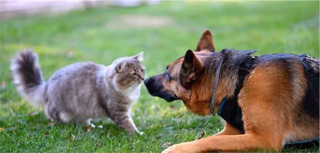 都说忠犬奸猫，猫咪到底忠不忠心呢？