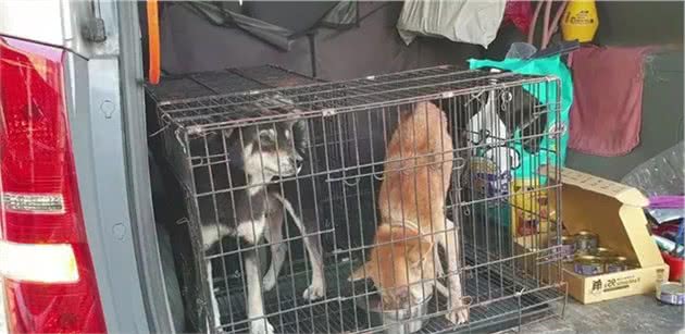 种狗柴犬用完就惨遭抛弃，义工：它们就像注定被扔掉的生财工具！