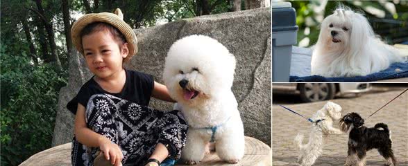 盘点“最听话”的6种小型犬，你最想带哪只回家？