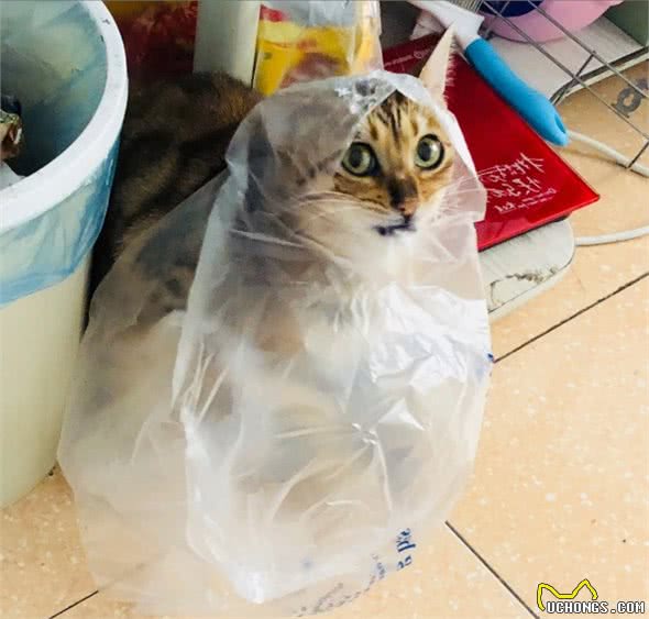 猫是个好猫，就是一遇上塑料袋就疯了，猫咪为什么那么喜欢塑料袋