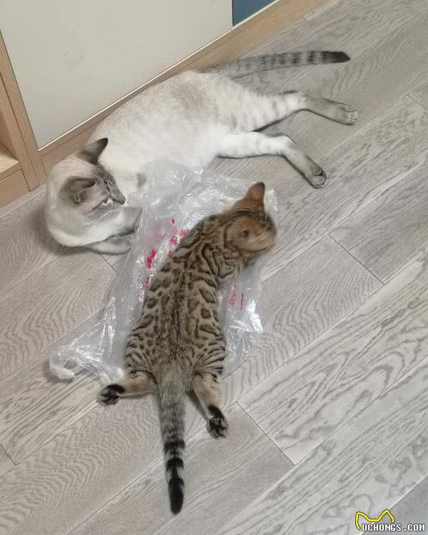 猫是个好猫，就是一遇上塑料袋就疯了，猫咪为什么那么喜欢塑料袋