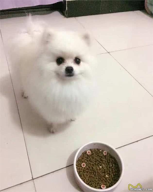 想让博美犬更漂亮，多给它们吃这些食物，美毛的“好帮手”