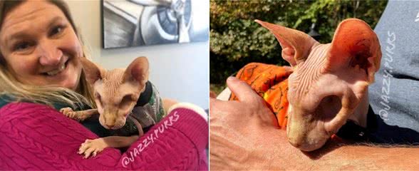 一眼看过去以为是玩具，却没想到是只极其特殊的无毛猫…