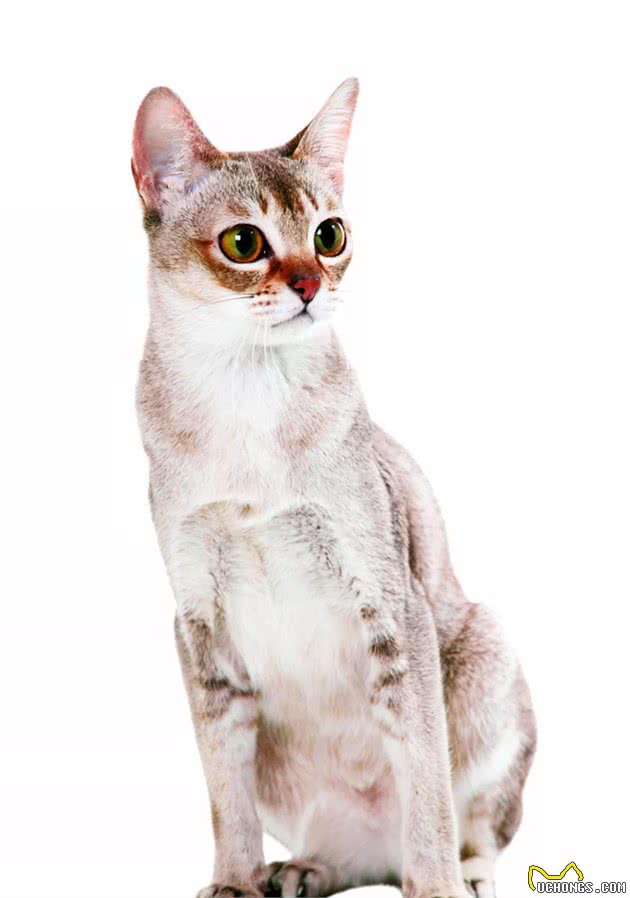 迎接一只新加坡猫都需要做什么？｜养护