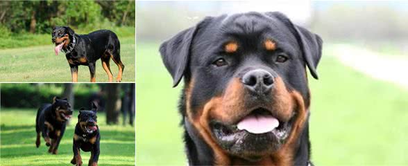 罗威那犬挑选技巧，从源头抓起