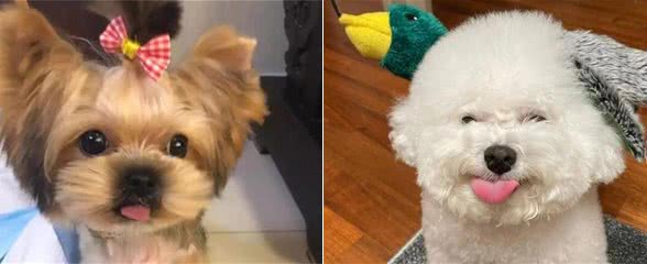 小型犬推荐：这几种小狗狗，可以给你带来幸福感