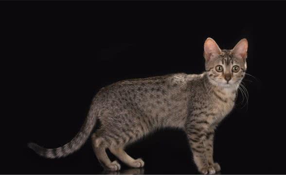 “云养猫”让很多人血本无归，涉案金额达上亿元
