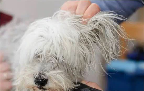 狗狗毛发“稀少”怎么办？不用慌，教你6个办法