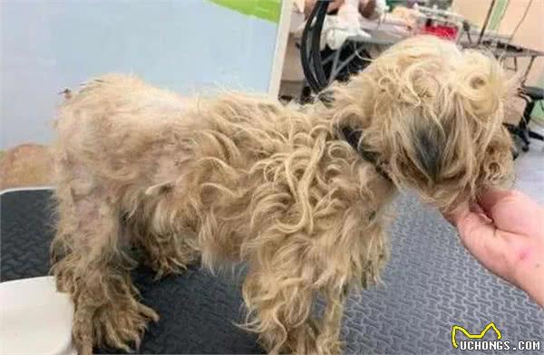 狗狗毛发“稀少”怎么办？不用慌，教你6个办法