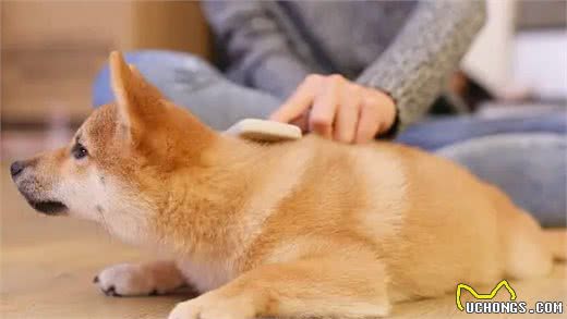 狗狗毛发“稀少”怎么办？不用慌，教你6个办法