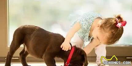 狗狗毛发“稀少”怎么办？不用慌，教你6个办法