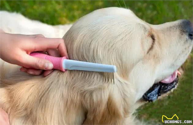 狗狗毛发“稀少”怎么办？不用慌，教你6个办法