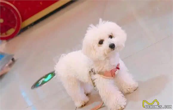 狗狗毛发“稀少”怎么办？不用慌，教你6个办法