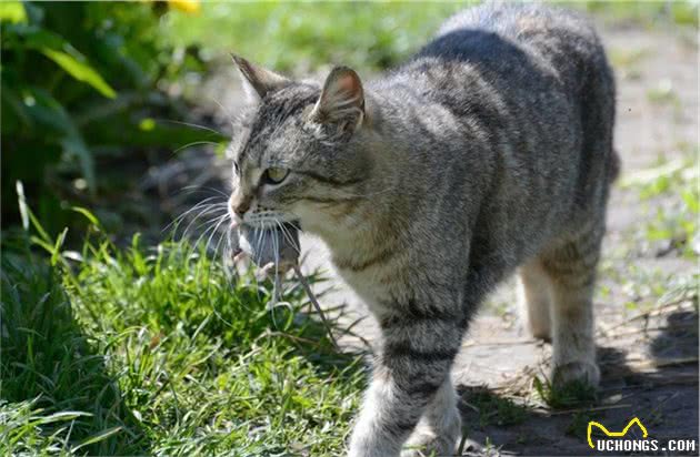 辟谣：：狗粮喂猫一举两得，事实上它们的饮食需要完全相反